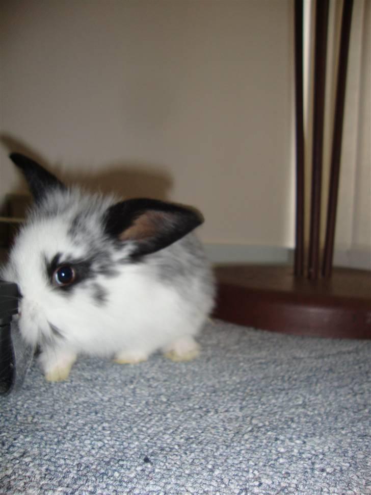 Kanin Kulstift billede 5