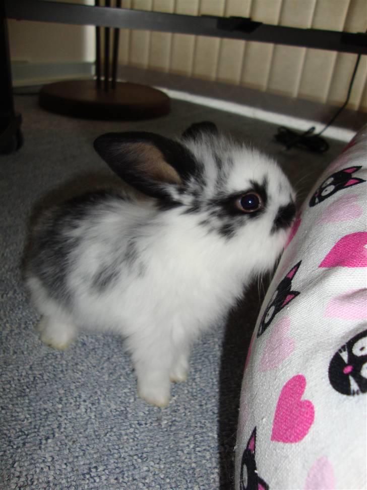 Kanin Kulstift billede 6