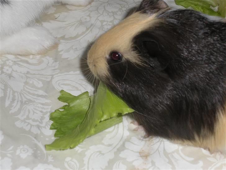 Marsvin Dixie billede 3