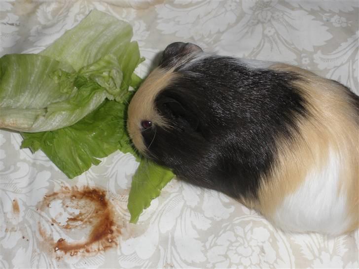 Marsvin Dixie billede 4