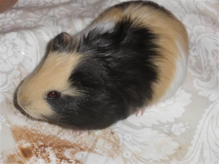 Marsvin Dixie billede 5