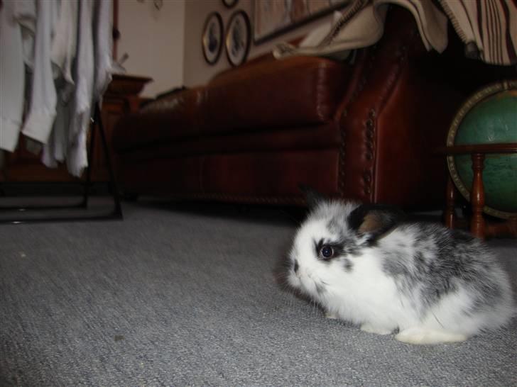 Kanin Kulstift billede 7