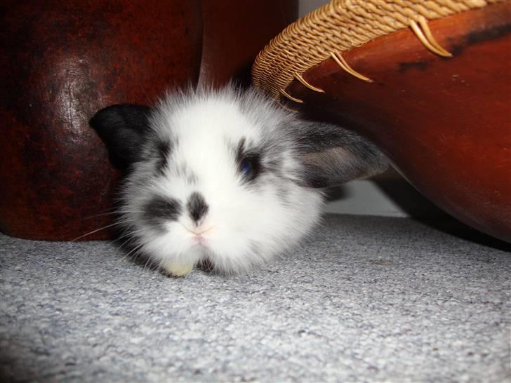 Kanin Kulstift billede 8