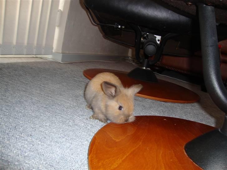 Kanin Bailey billede 2