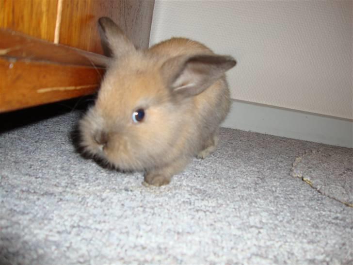 Kanin Bailey billede 3