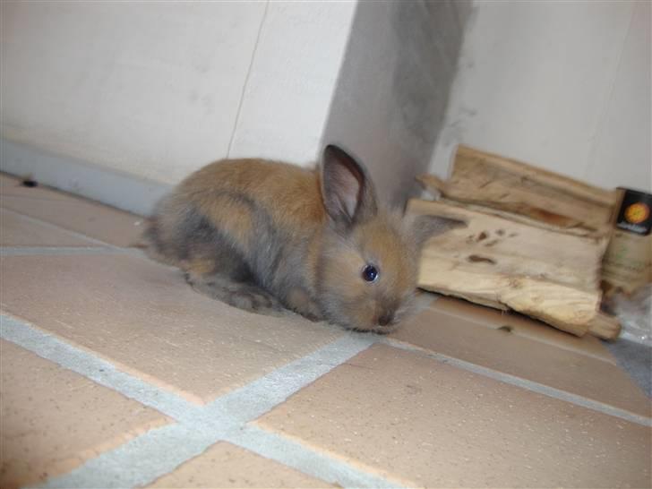 Kanin Bailey billede 4