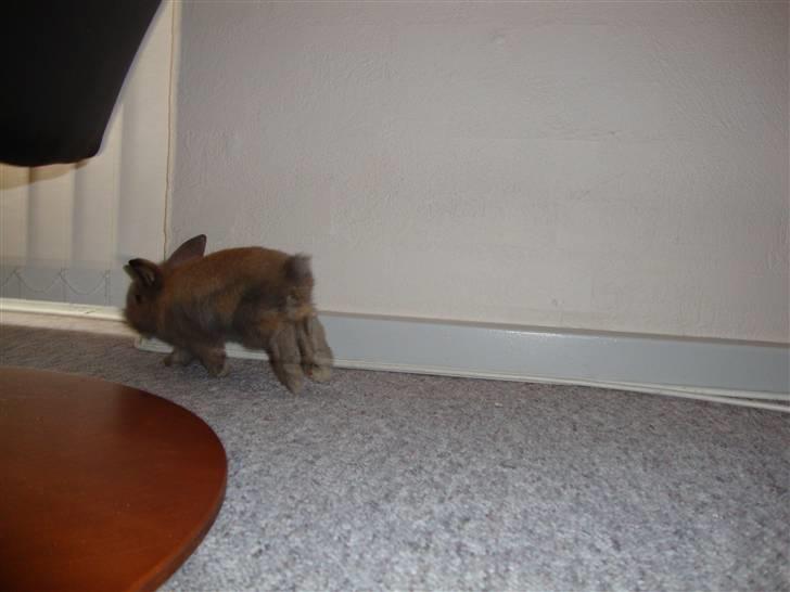 Kanin Bailey billede 5