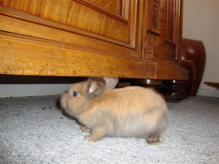 Kanin Bailey billede 8