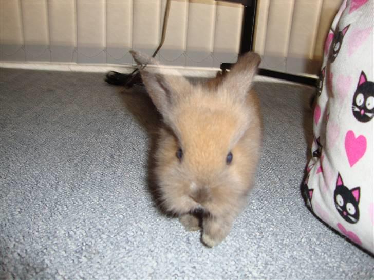 Kanin Bailey billede 9