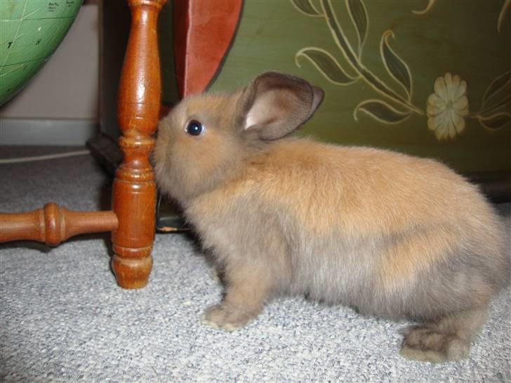 Kanin Bailey billede 10