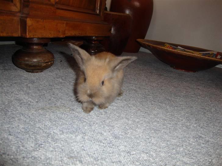 Kanin Bailey billede 11