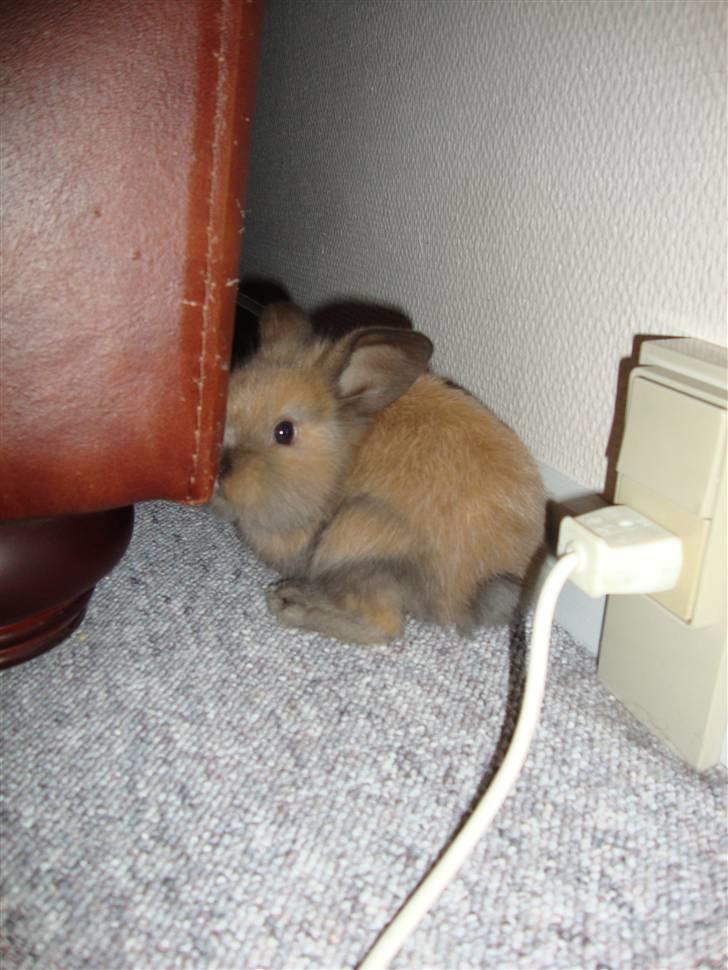 Kanin Bailey billede 12