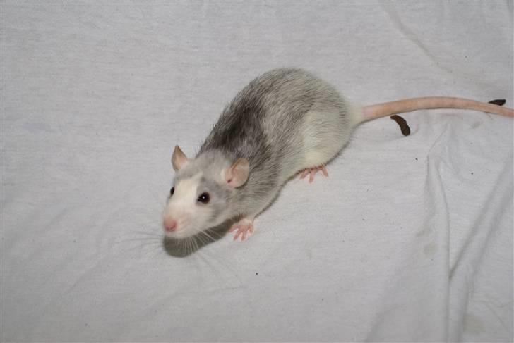 Tamrotte West Coast Chanel <3 - NYT billede 16