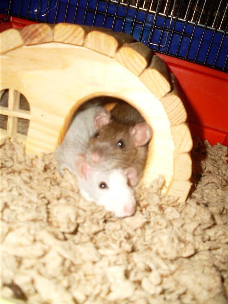 Tamrotte West Coast Chanel <3 - En slapper med søsser kan ALTID bruges <3 billede 17