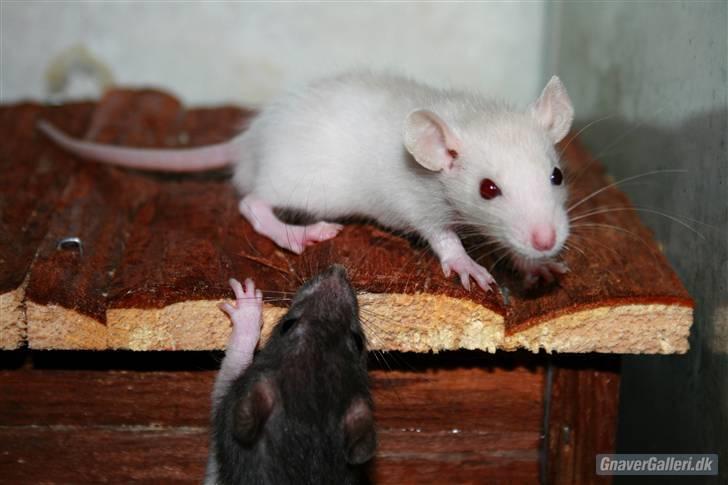 Tamrotte KA-Rodentry´s Toby billede 9