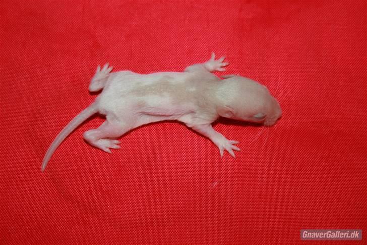 Tamrotte KA-Rodentry´s Toby billede 10