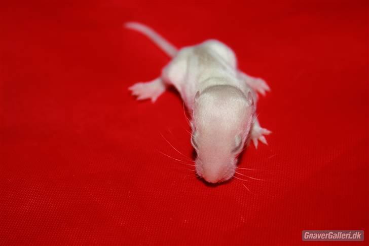 Tamrotte KA-Rodentry´s Toby billede 11