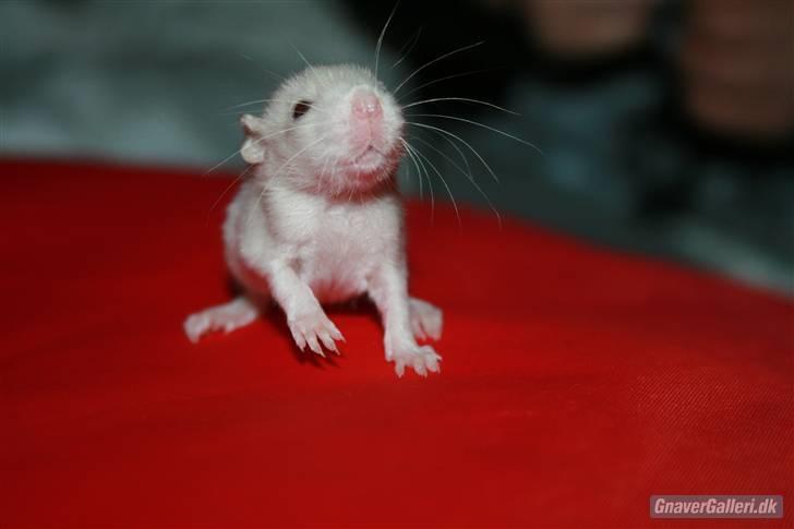 Tamrotte KA-Rodentry´s Toby billede 12