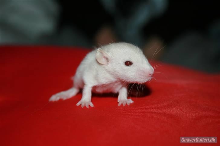 Tamrotte KA-Rodentry´s Toby billede 13