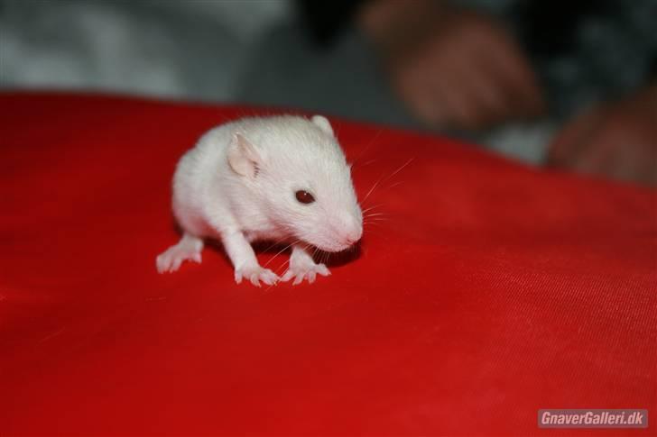 Tamrotte KA-Rodentry´s Toby billede 14