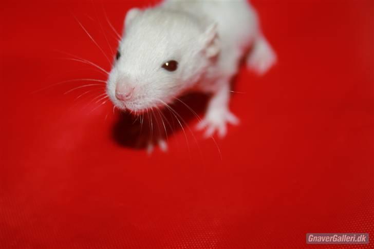 Tamrotte KA-Rodentry´s Toby billede 15