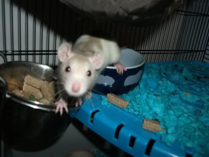 Tamrotte KA-Rodentry´s Toby - heeeej :D billede 16