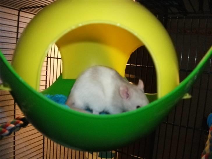 Tamrotte KA-Rodentry´s Toby billede 17