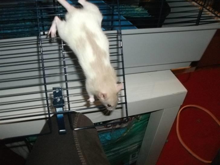 Tamrotte KA-Rodentry´s Toby billede 18