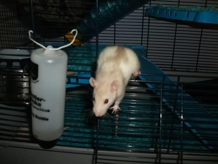 Tamrotte KA-Rodentry´s Toby billede 19