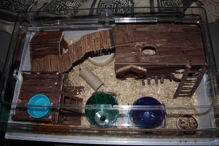 Dværghamster Ice aka ZORRO !! ;-) - Hans nye hamster crib ! 71*45*30cm at boltre sig på, med hus, bro, klatretårn, løbebolde, gnavestænger, hirsekolber, lille hus m.m.!  billede 16