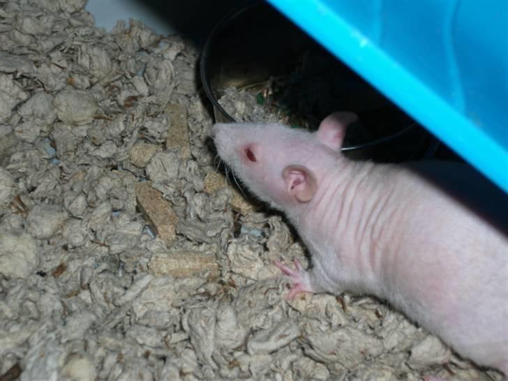 Tamrotte KA-Rodentry´s Magnum billede 10