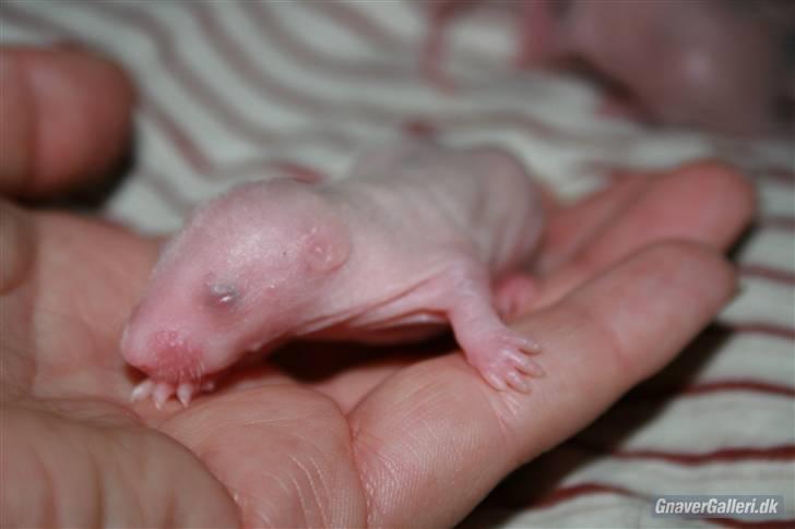 Tamrotte KA-Rodentry´s Magnum billede 11