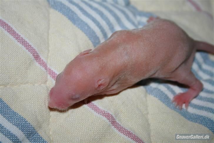 Tamrotte KA-Rodentry´s Magnum billede 12