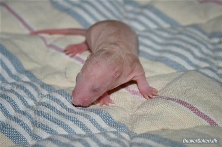 Tamrotte KA-Rodentry´s Magnum billede 13