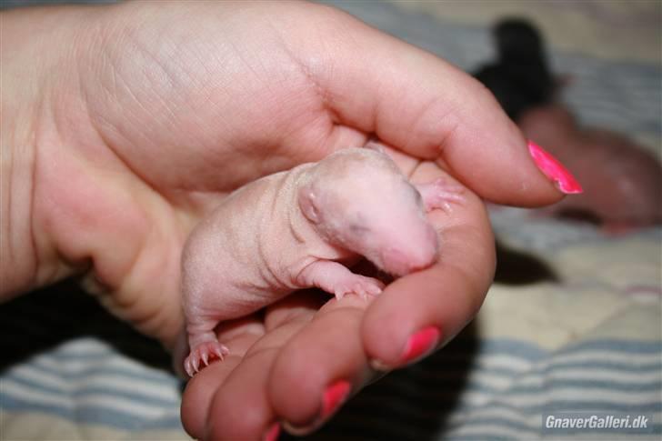 Tamrotte KA-Rodentry´s Magnum billede 14