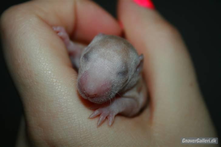 Tamrotte KA-Rodentry´s Magnum billede 15