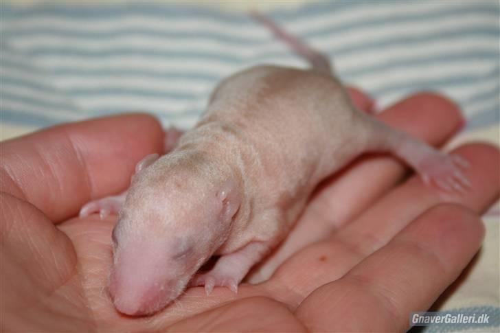 Tamrotte KA-Rodentry´s Magnum billede 16