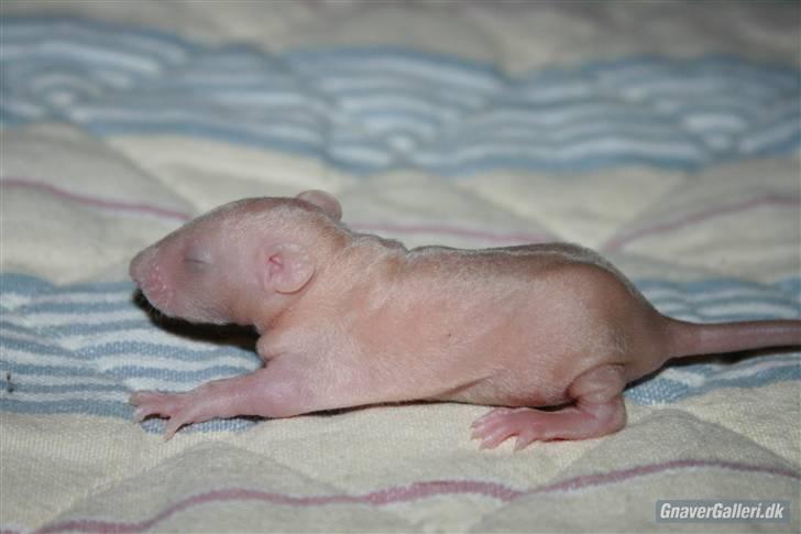 Tamrotte KA-Rodentry´s Magnum billede 17