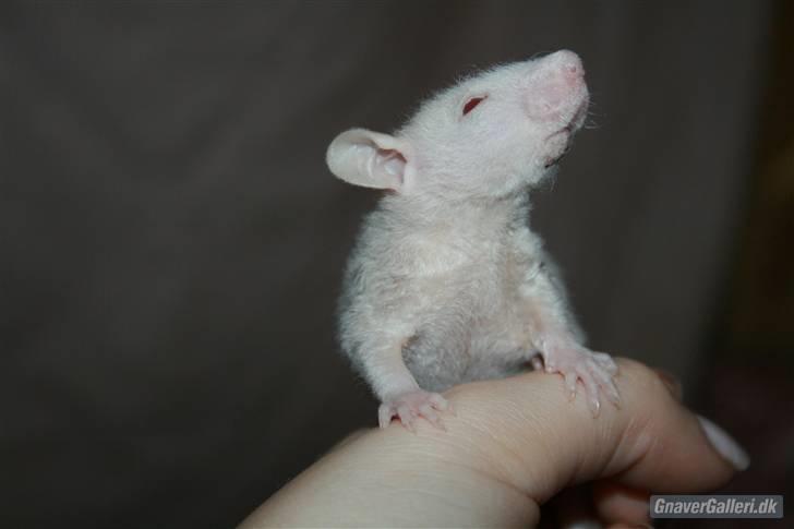 Tamrotte KA-Rodentry´s Magnum billede 18