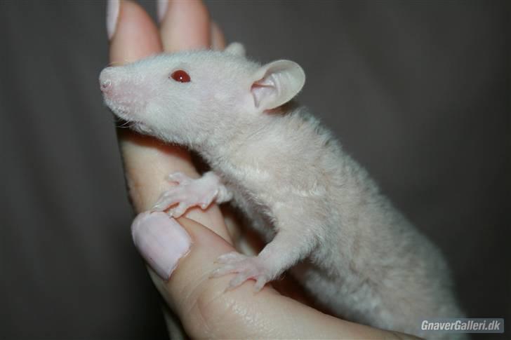 Tamrotte KA-Rodentry´s Magnum billede 19