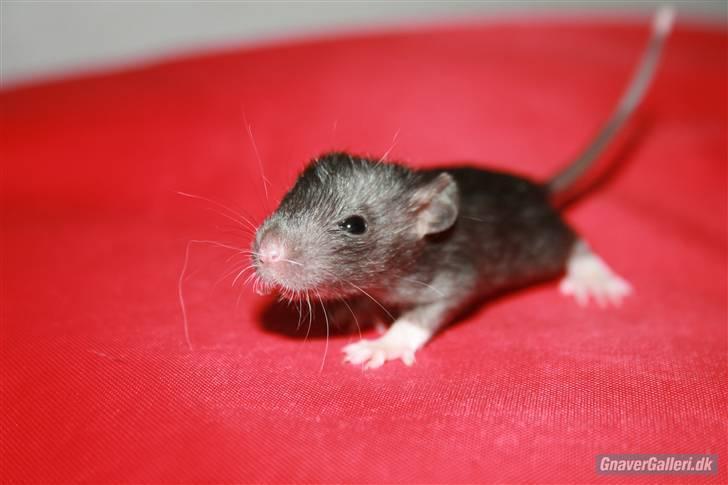 Tamrotte KA-Rodentry´s Blackie billede 13