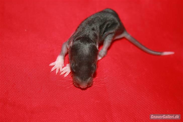 Tamrotte KA-Rodentry´s Blackie billede 14