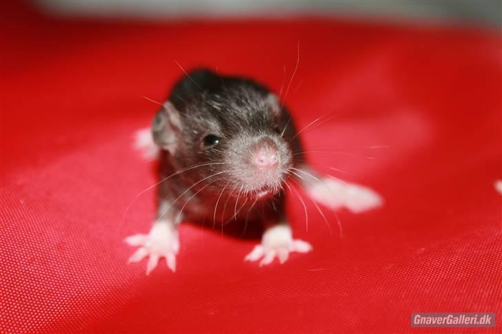 Tamrotte KA-Rodentry´s Blackie billede 15