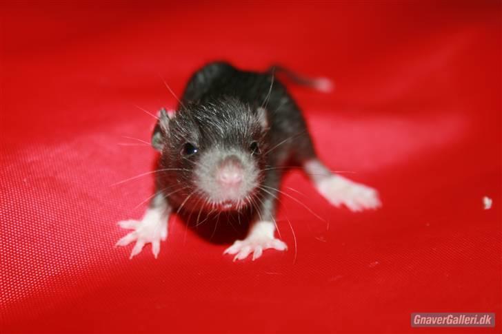 Tamrotte KA-Rodentry´s Blackie billede 16