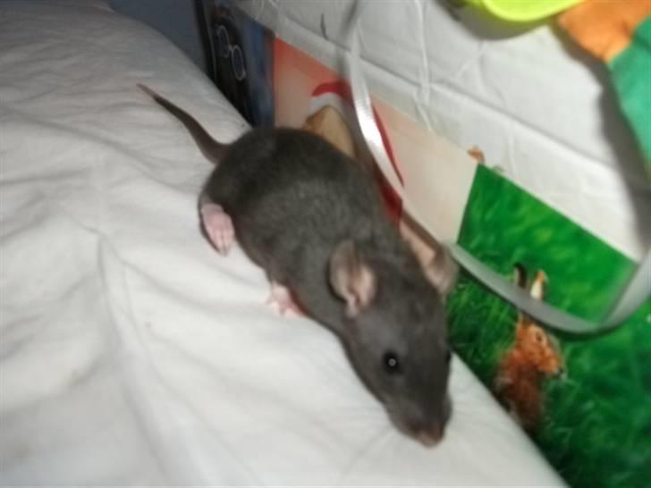 Tamrotte KA-Rodentry´s Blackie billede 17