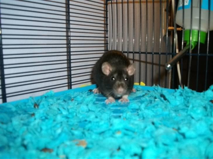 Tamrotte KA-Rodentry´s Blackie billede 18