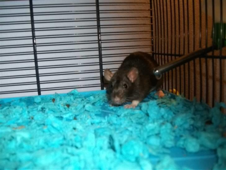 Tamrotte KA-Rodentry´s Blackie billede 19