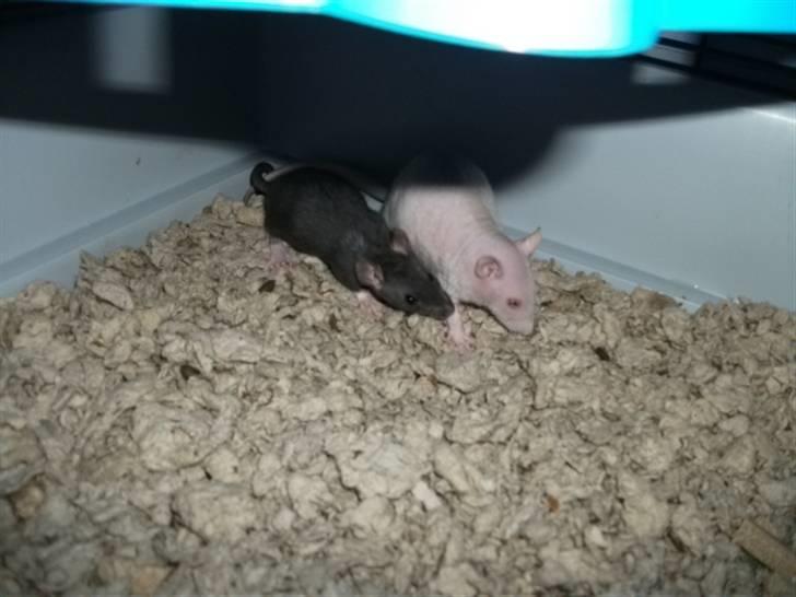 Tamrotte KA-Rodentry´s Blackie - Blackie og Magnum :) billede 20