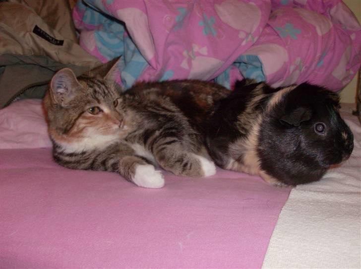 Marsvin Plet - Mun kat Barbie og Plet sammen i min seng :) billede 7