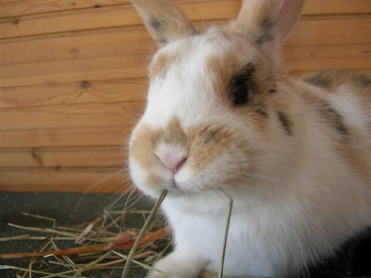 Kanin Bobby - Hø i munden :-D billede 6